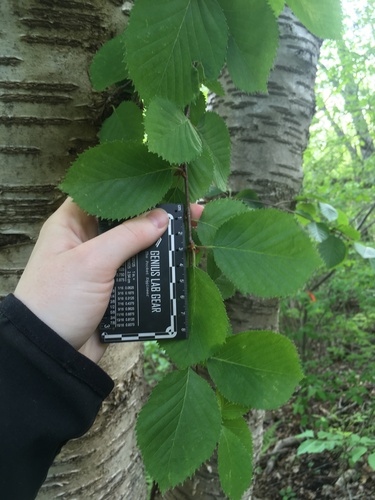 Betula × purpusii, photograph 5