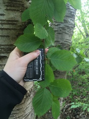 Betula × purpusii, photograph harrier, CC BY, iNaturalist via GBIF