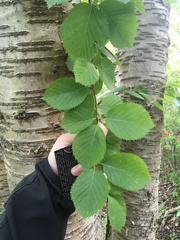 Betula × purpusii, photograph harrier, CC BY, iNaturalist via GBIF