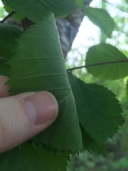 Betula × purpusii, photograph harrier, CC BY, iNaturalist via GBIF