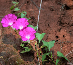 Ipomoea orizabensis orizabensis