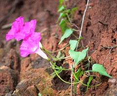 Ipomoea orizabensis orizabensis