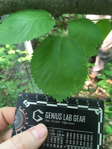 Betula × purpusii, photograph 1