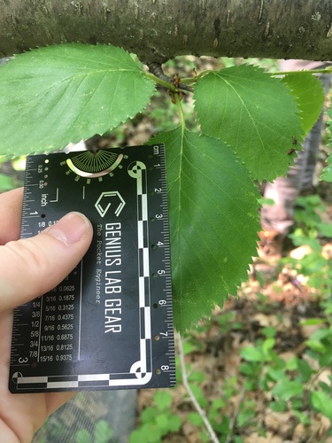 Betula × purpusii, photograph 2