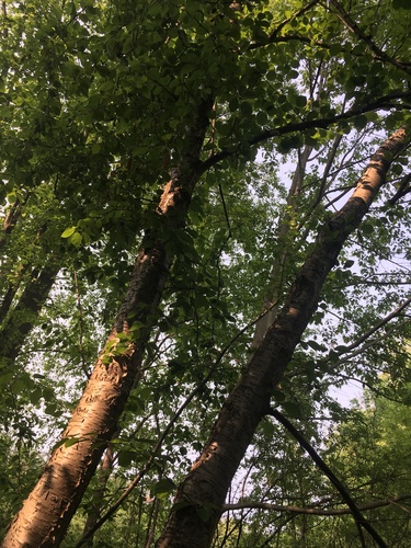 Betula × purpusii, photograph 3