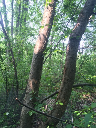 Betula purpusii