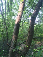 Betula × purpusii