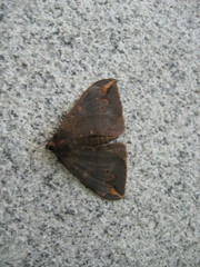 Ischyja