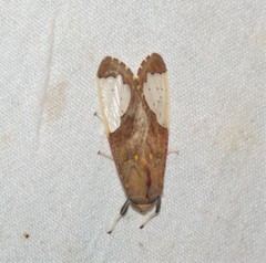 Bertholdia