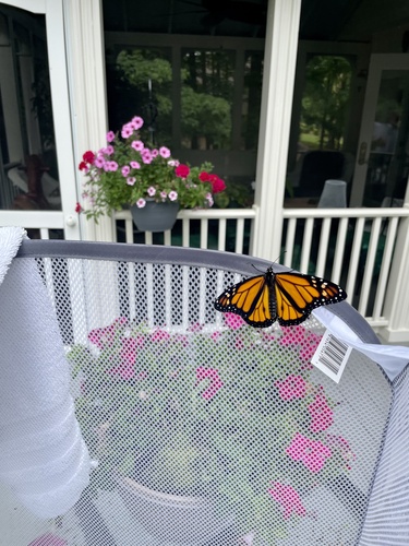 Monarch photographed in Georgia