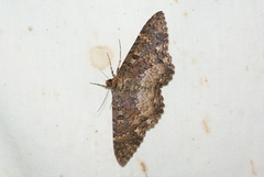 Feigeria scops
