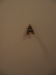 Diasemia accalis
