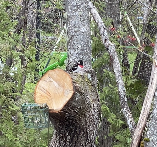 Cardinalidae image