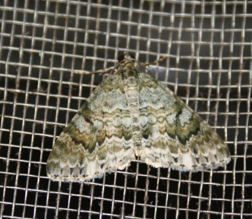 Euphyia cinerascens image