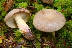 Lactarius pallescens