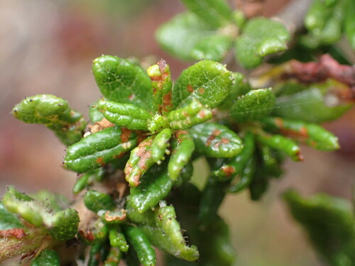 Image of Ceanothus dentatus by (c) Cricket Raspet, some rights reserved (CC BY)