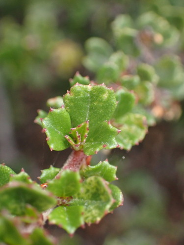 Image of Ceanothus dentatus by (c) Cricket Raspet, some rights reserved (CC BY)