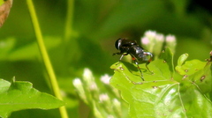 Phytomia