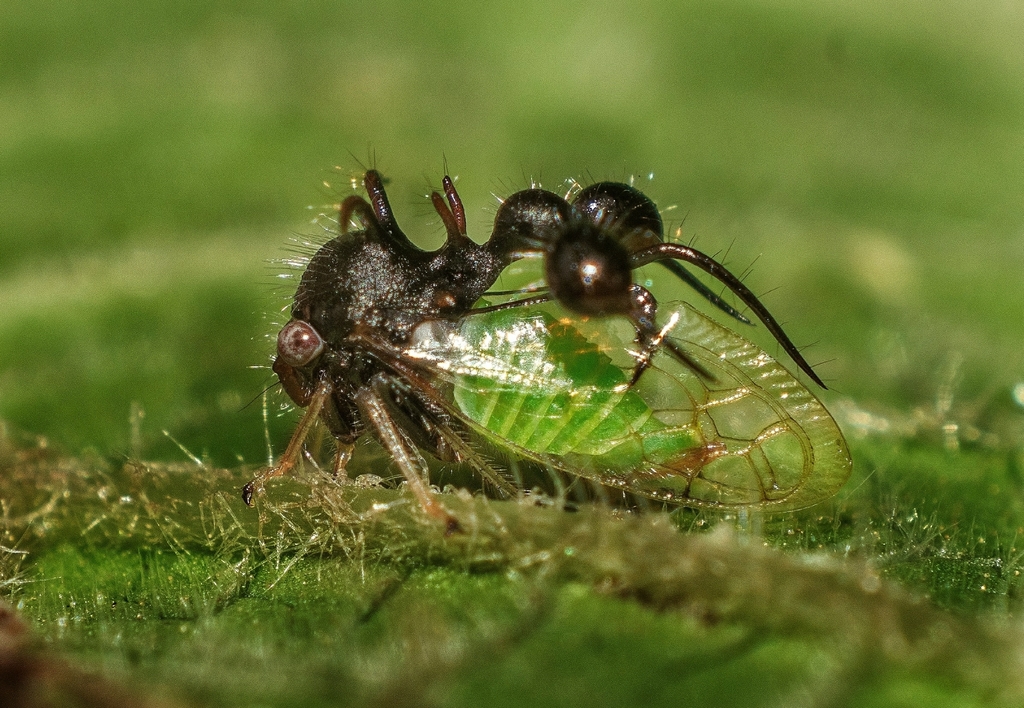 Smiliinae