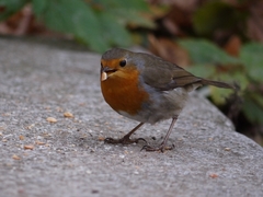 Erithacus rubecula rubecula