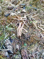 Alloclavaria purpurea