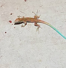 Aspidoscelis neomexicanus