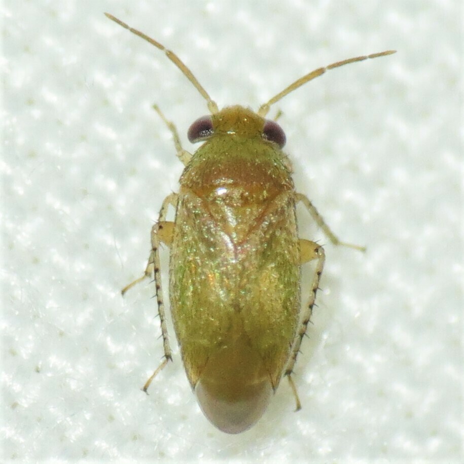 Rhinacloa callicrates