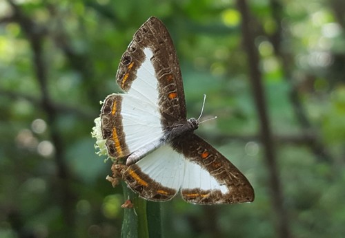 Nymphidium lisimon