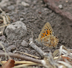 Aloeides damarensis