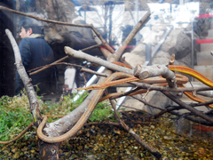 Langaha madagascariensis