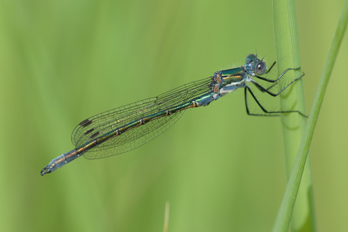 Emerald Spreadwing