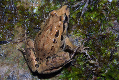 Iberian Painted Frog photo 4