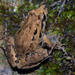 Spanish Painted Frog - Photo (c) David Perez, some rights reserved (CC BY)