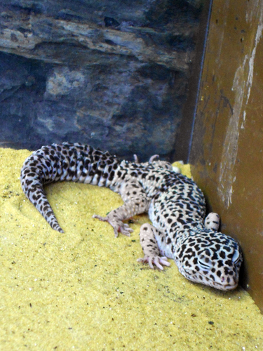 Eublepharidae