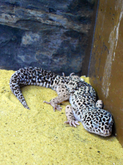 Eublepharidae