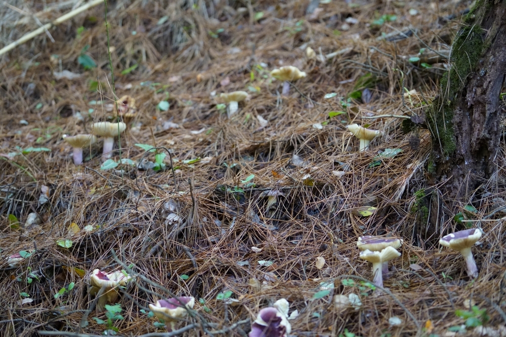 Russula sardonia · May 2021 · photo: © laflorifunga_ (iNaturalist, cc-by)