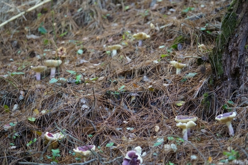 Russula sardonia — (c) La florifunga🌱, some rights reserved (CC BY)