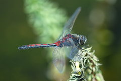 Leucorrhinia borealis