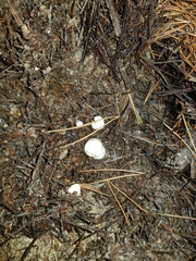 Rhizopogon salebrosus