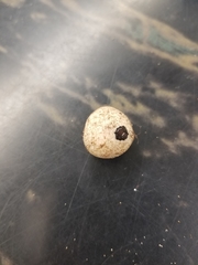 Rhizopogon salebrosus