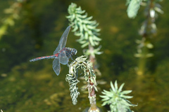 Leucorrhinia borealis