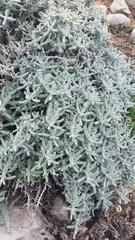 Teucrium vincentinum