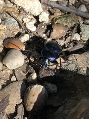 Carabus finitimus