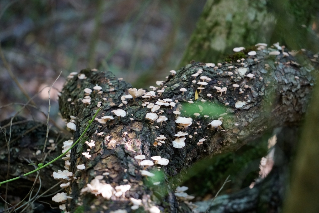 Marasmiellus alliiodorus · May 2021 · photo: © laflorifunga_ (iNaturalist, cc-by)