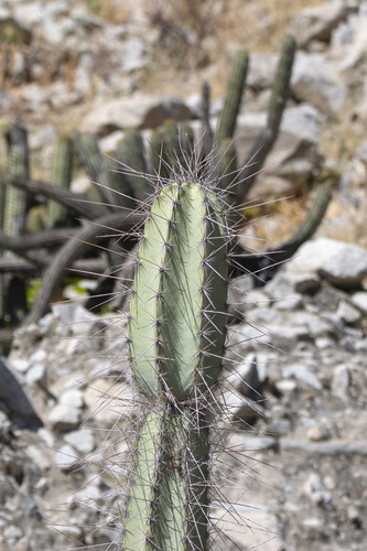 Armatocereus matucanensis, photograph 5