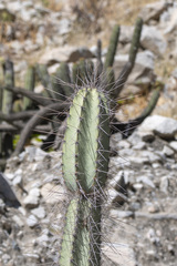 David F. Belmonte, CC BY, iNaturalist via GBIF Armatocereus matucanensis, photograph David F. Belmonte, CC BY, iNaturalist via GBIF