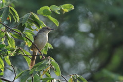Prinia sylvatica