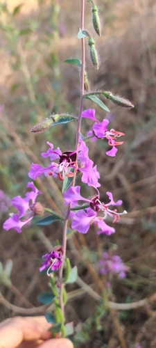 Clarkia unguiculata