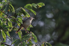 Prinia sylvatica