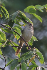 Prinia sylvatica